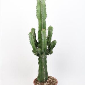 Euphorbia Eritrea - Ø19cm - ↕85cm