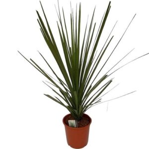 Cordyline Indivisa Peko - Ø20cm - ↕60cm