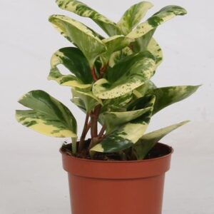 Peperomia Obtusifolia 'Variegata' - Ø12cm - ↕20cm