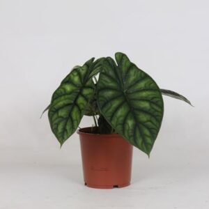 Alocasia Dragon Scale - Ø17cm - ↕35cm