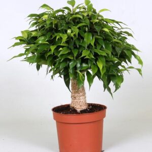 Ficus Green Kinky - Ø12cm - ↕30cm
