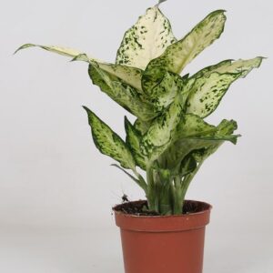 Dieffenbachia Amy - Ø12cm - ↕35cm