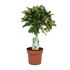Schefflera Gold Capella - Ø17cm - ↕60cm