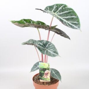 Alocasia Pink Dragon - Ø17cm - ↕60cm