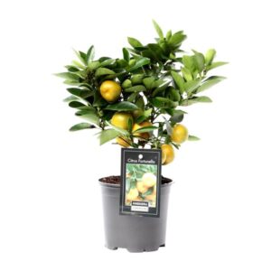 Citrus Calamondin - Ø12cm - ↕25cm