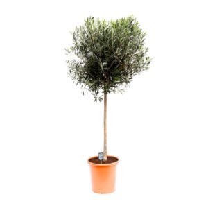 Olea Olijf - Ø40cm - ↕175cm