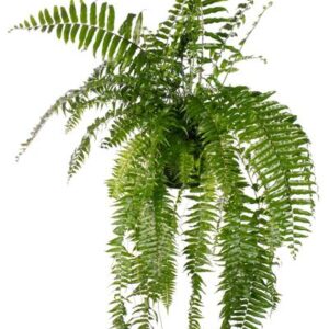 Nephrolepis Macho - Ø20cm - ↕100cm