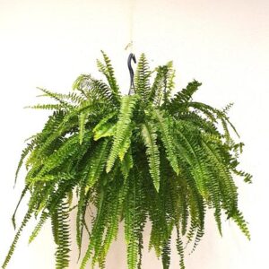 Nephrolepis Green Lady - Ø23cm - ↕55cm