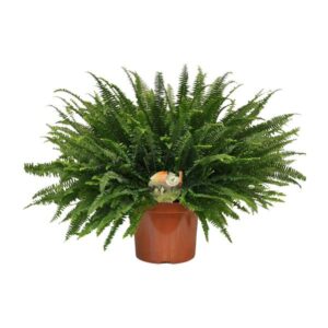 Nephrolepis Green Lady - Ø26cm - ↕80cm