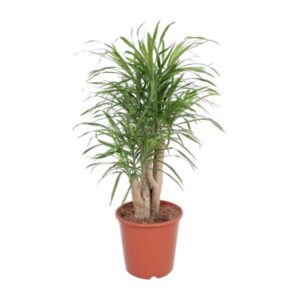 Dracaena Anita - Ø21cm - ↕70cm