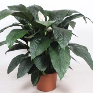 Spathiphyllum Sensation - Ø45cm - ↕140cm