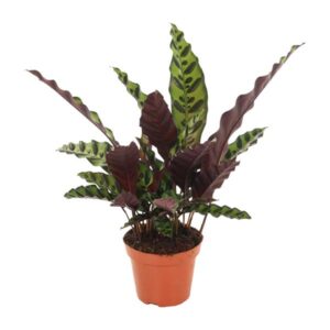 Calathea Insignis - Ø12cm - ↕30cm