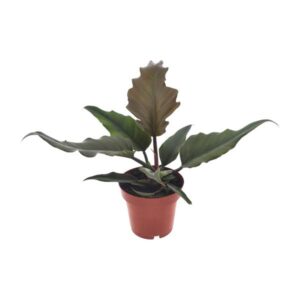 Philodendron Caramel - Ø12cm - ↕25cm