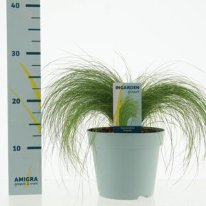 Stipa Ten Ponytails - Ø17cm - ↕35cm