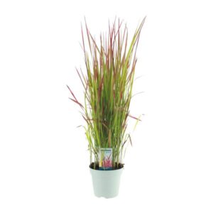 Imperata Cylindrica 'Red Baron' - Ø17cm - ↕95cm