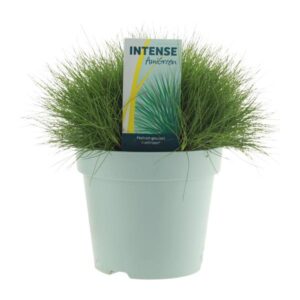 Festuca Gautieri AmiGreen® - Ø17cm - ↕30cm