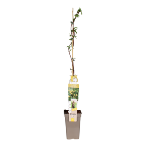 Lonicera Henryi Copper Beauty - Ø19cm - ↕110cm