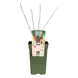 Morus Nigra Mulle - Ø19cm - ↕50cm