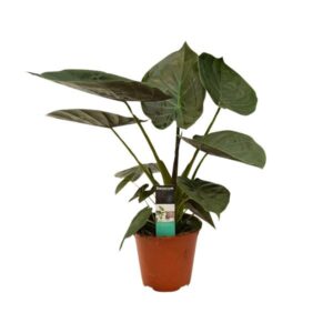 Alocasia Wentii - Ø19cm - ↕75cm