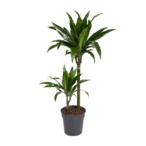 Dracaena Janet Craig - Ø19cm - ↕100cm