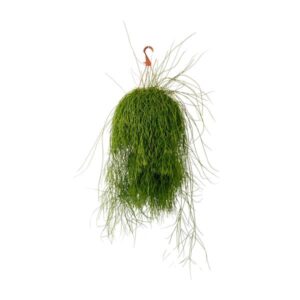 Rhipsalis Cassutha - Ø21cm - ↕50cm