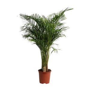 Dypsis Lutescens - Ø27cm - ↕160cm