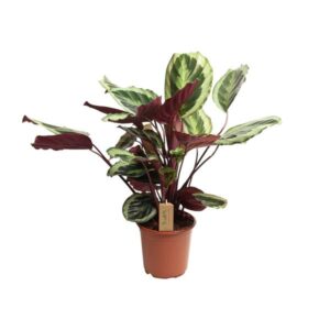 Calathea Marion - Ø21cm - ↕55cm