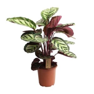 Calathea Cora - Ø21cm - ↕50cm