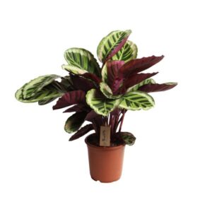 Calathea Angela - Ø21cm - ↕55cm