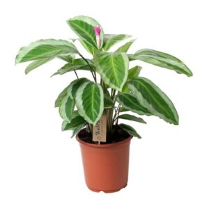Calathea Bicajoux Gecko - Ø21cm - ↕45cm