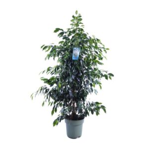 Ficus Benjamina Danielle - Ø27cm - ↕140cm