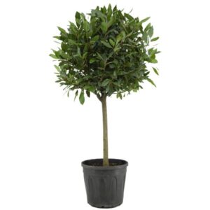 Laurus Nobilis - Ø30cm - ↕130cm