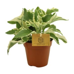 Kalanchoe Laciniata - Ø12cm - ↕30cm