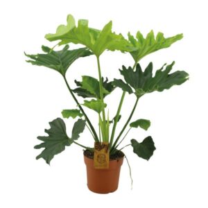 Philodendron Selloum Elefantiana - Ø21cm - ↕100cm