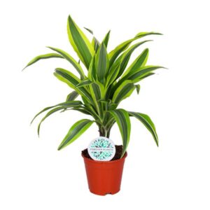 Dracaena Lemon Lime - Ø14cm - ↕55cm