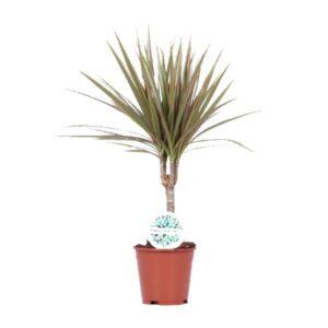 Dracaena Bicolor - Ø14cm - ↕55cm