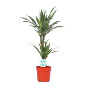 Dracaena Warneckei - Ø17cm - ↕65cm