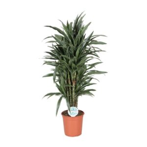 Dracaena Deremensis Warneckei - Ø24cm - ↕120cm