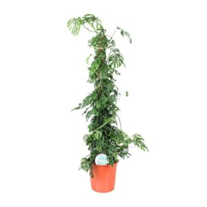 Monstera Monkey Leaf M - Ø24cm - ↕110cm