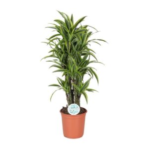 Dracaena Deremensis Lemon Lime - Ø24cm - ↕120cm