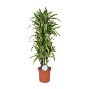 Dracaena Deremensis Lemon Lime - Ø27cm - ↕120cm