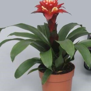 Guzmania Matilda - Ø12cm - ↕35cm