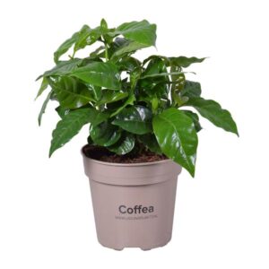 Coffea Arabica - Ø15cm - ↕45cm