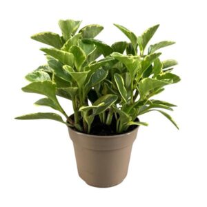 Peperomia Obtusifolia Variegata - Ø15cm - ↕30cm