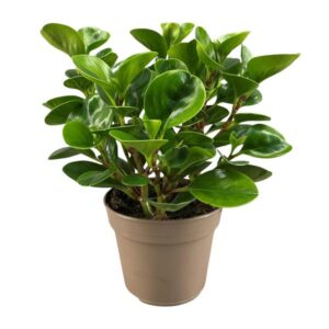 Peperomia Obtusifolia Lemon Lime - Ø15cm - ↕30cm
