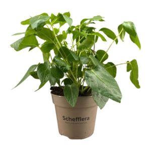 Schefflera Artinolphylla - Ø15cm - ↕45cm