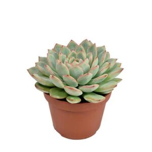 Echeveria Dunas - Ø10,5cm - ↕15cm