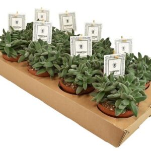 Crassula TARANTULA® - Ø10,5cm - ↕15cm
