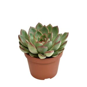 Echeveria Amado - Ø10,5cm - ↕15cm