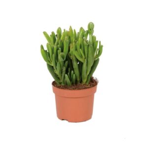 Crassula Hobbit - Ø10,5cm - ↕15cm